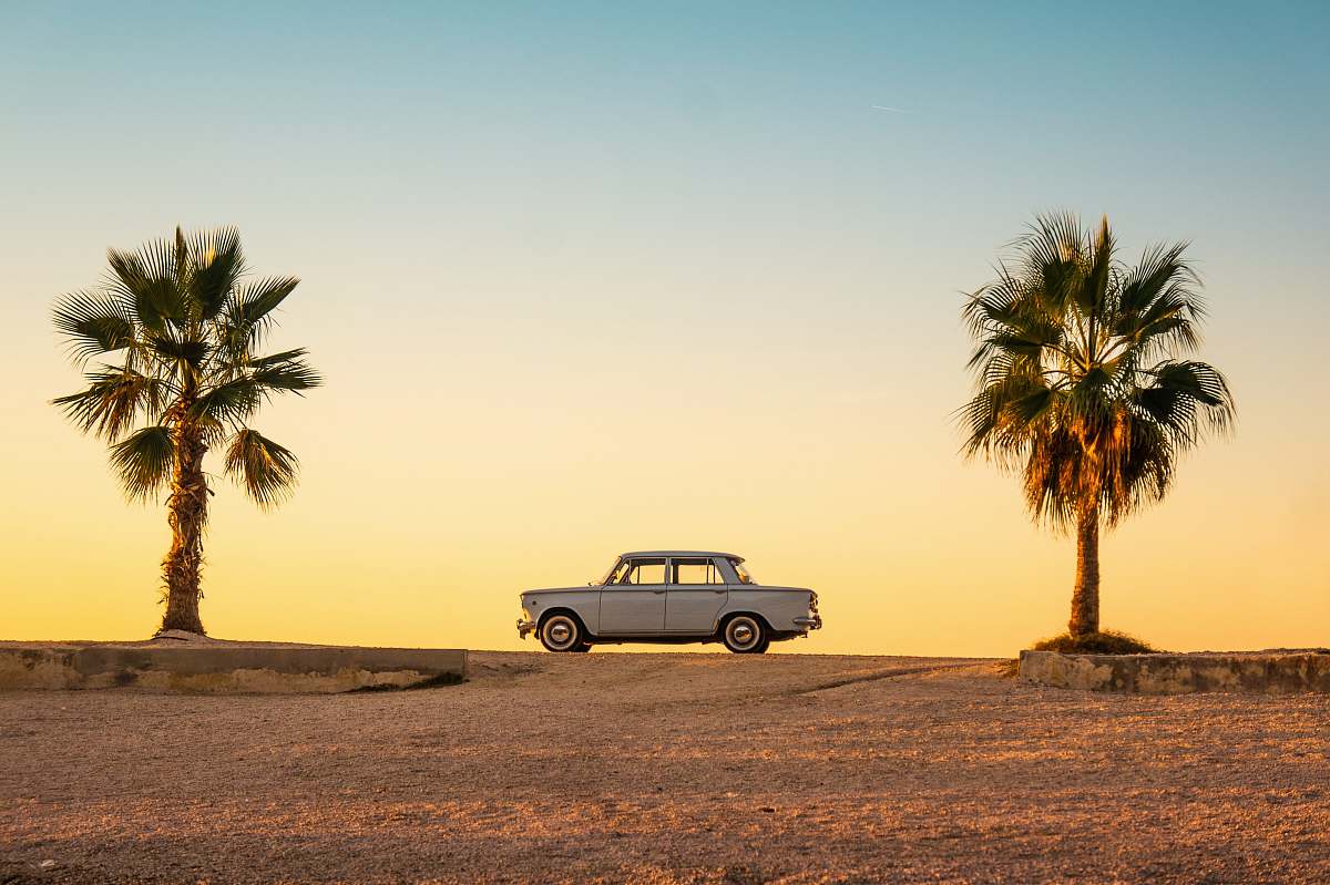 palm tree white and black car on brown sand during daytime plant